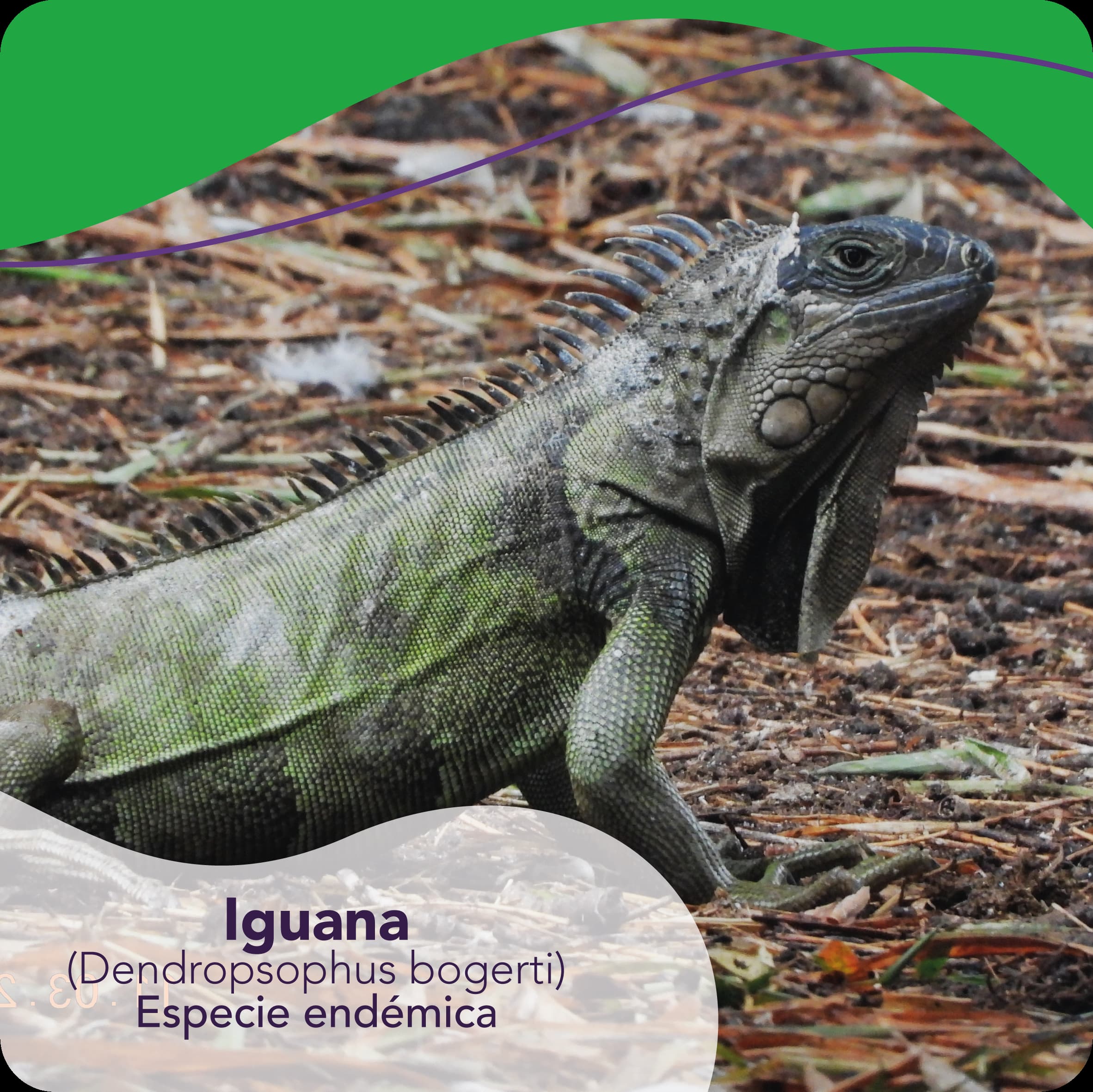 Iguana